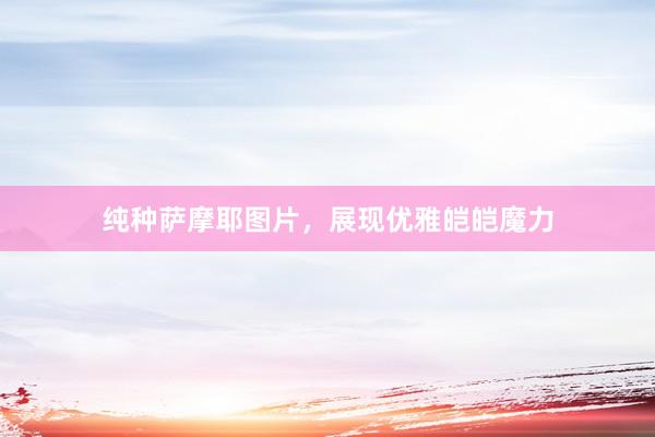 纯种萨摩耶图片，展现优雅皑皑魔力